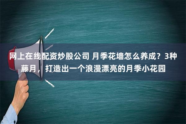 网上在线配资炒股公司 月季花墙怎么养成？3种藤月，打造出一个浪漫漂亮的月季小花园